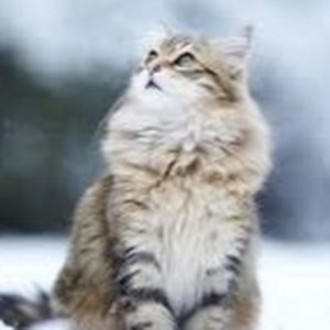 Meet your Posher, Abbey